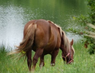 Al lado del lago 